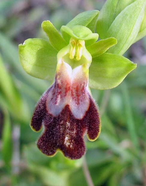 Ophrys iricolor